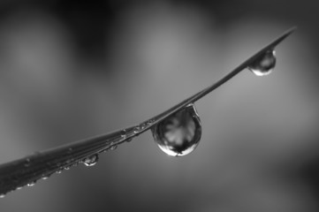 Black and white grass with some water drops