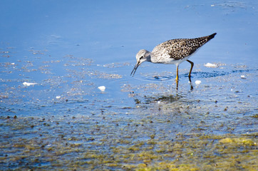 Greater Yellowlegs Sandpiper