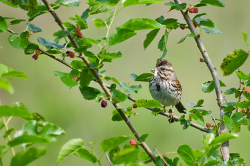 Sparrow Eating Insect in Berry Bush