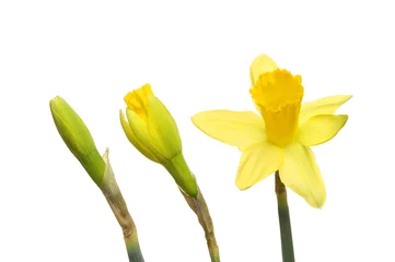 Photo sur Plexiglas Narcisse Daffodil buds and flower