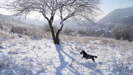 Little dog jumping through the snow
