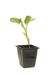 Bean seedling