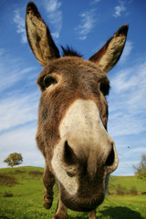 Loveable donkey
