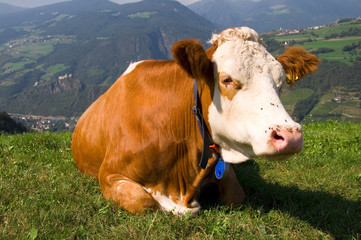 Fototapeta na wymiar Krowy w Alpach - Dolomity