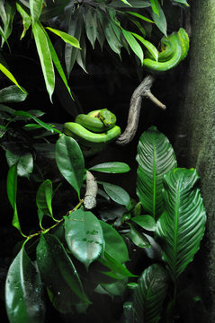 green snake in zoo