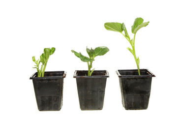 Three broad bean plants