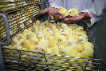 Farmer controls baby chicken in incubator