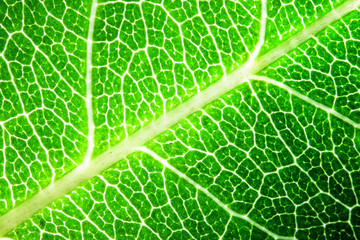 Green leaf