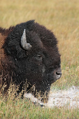 Fototapeta premium American Bison (Buffalo) Close-up