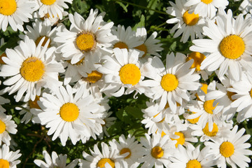 camomile