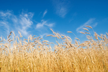 Obraz premium field of rye