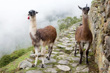 Gordijnen Llama at Lost City of Machu Picchu - Peru © Mirma