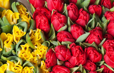 tulips