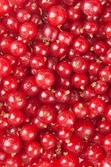 redcurrant