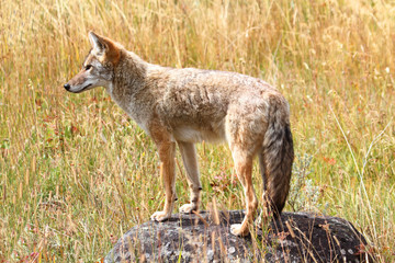 Naklejka na ściany i meble Zachodnia Coyote (Canis latrans)