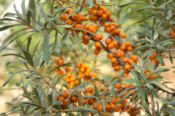 sea-buckthorn