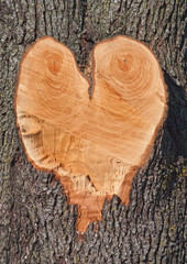 Heart shape in a Tree