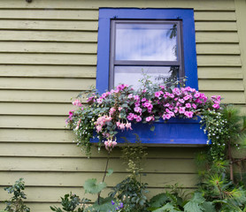 Fototapeta na wymiar Okno z kwiatami okno