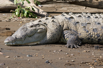 American Crocodile sunning on the beach