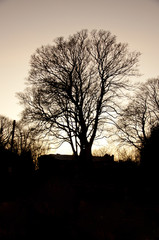 Tree in Silhouette