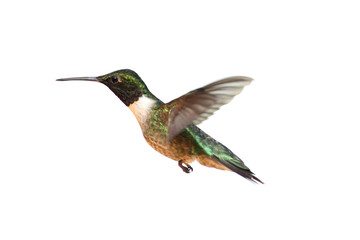 Isolated Ruby-throated Hummingbird