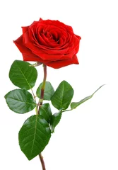 Foto auf Acrylglas Rosen Die perfekte Rose