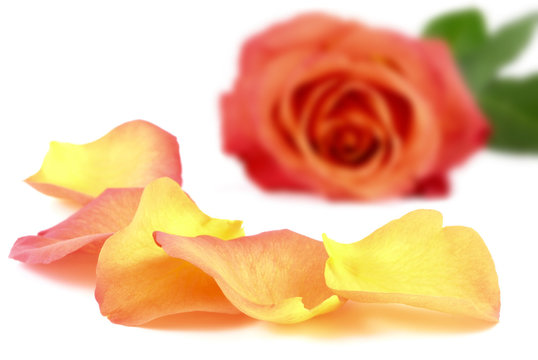 Blütenblätter liegen vor einer Rose