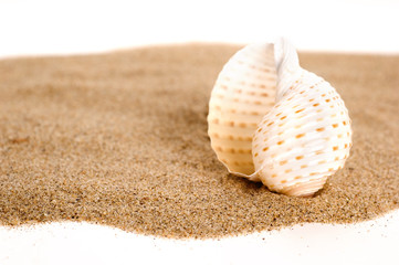 seashell on sand