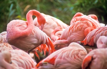 Flamingos