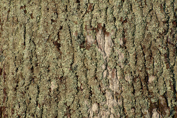 close up detail of oak bark
