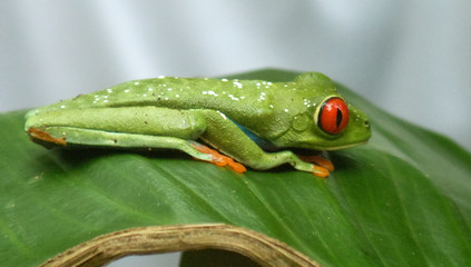 Grenouille aux yeux rouges