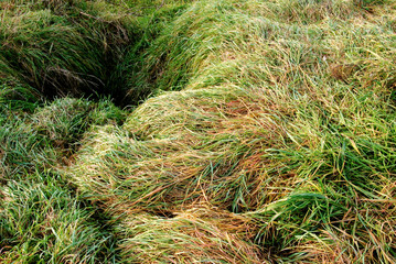 anfratto nel terreno erboso