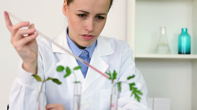 Scientist with pipette add substance to test tubes with plants