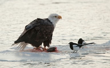 Bald Eagle feeding