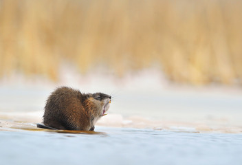 Yawning  muskrat (Ondatra zibethicus)  on the edge of the ice