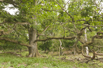 Old oak forest, Strömsrum, Kalmar, Sweden © Henrik Larsson