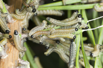 neodiprion sertifer, european pine sawfly larva on pine