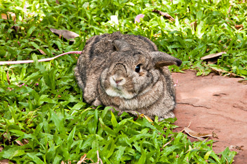 Chestnut (medium brown color) holland lop rabbit in the garden