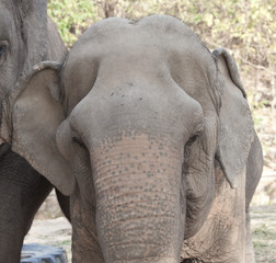 Fototapeta premium elephant