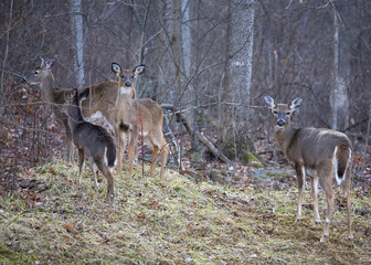 Deer family