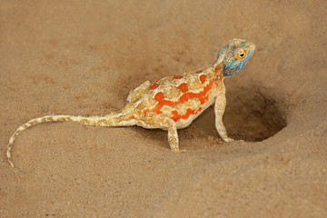 Female ground agama, Kalahari desert, South Africa