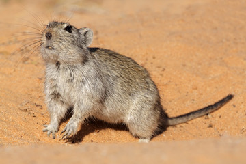 Whistling rat, Kalahari desert, South Africa