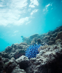 Naklejka na ściany i meble blue coral