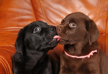 Little labrador puppies kiss each other closeup portrait