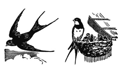 Hirondelle et martinet © niakc10