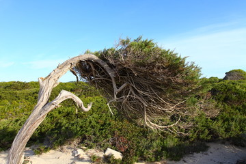 Green pine tree over blue sea in Ibiza, Balearic Island, Spain