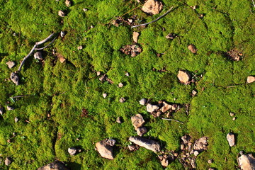 Green Moss on the ground