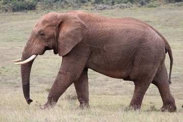 Obraz premium African Elephant Walking