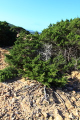 Typical dune vegetation over natural background