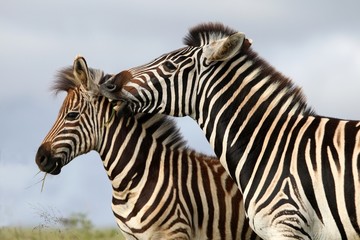 Fototapeta na wymiar Zebra Bite
